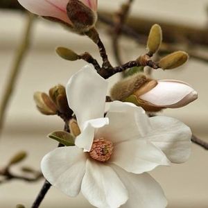 Meet your Posher, Shanna